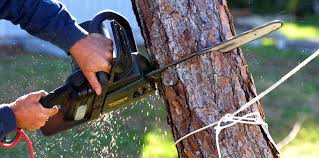 How Our Tree Care Process Works  in North Auburn, CA